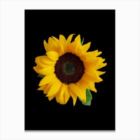 Sunflower On Black Background Canvas Print