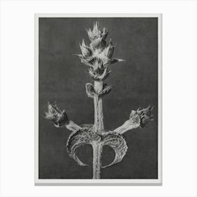 Mediterranean Sage (1928), Karl Blossfeldt Canvas Print