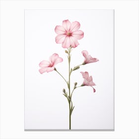 Pressed Wildflower Botanical Art Wild Pink Silene 1 Canvas Print