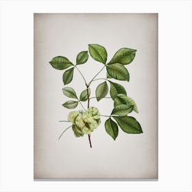 Vintage Common Hoptree Botanical on Parchment n.0178 Canvas Print