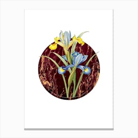Vintage Spanish Iris Botanical in Gilded Marble on Clean White Canvas Print