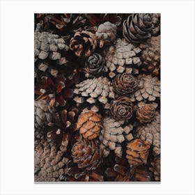 Rustic Pine Cones Canvas Print