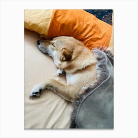 Shiba Inu 2 Canvas Print