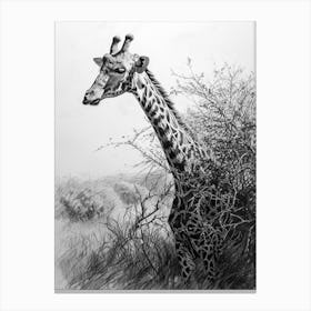 Giraffe With Head In The Branches Pencil Drawing 2 Canvas Print