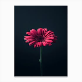 Gerbera 2 Canvas Print