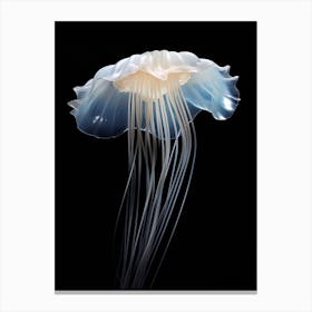 Turritopsis Dohrnii Importal Jellyfish Simple 1 Canvas Print