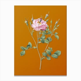 Vintage Anemone Flowered Sweetbriar Rose Botanical on Sunset Orange n.0851 Canvas Print