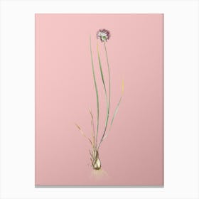 Vintage Allium Foliosum Botanical on Soft Pink n.0496 Canvas Print