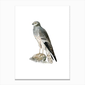 Vintage Montagu's Harrier Male Bird Illustration on Pure White n.0085 Canvas Print