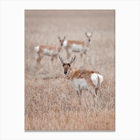 Shedding Pronghorn Canvas Print