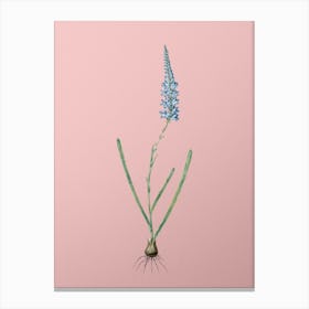 Vintage Ixia Cepacea Botanical on Soft Pink n.0485 Canvas Print