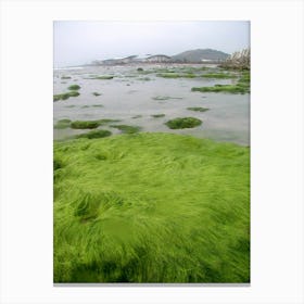 Seaweed - Seaweed Stock Videos & Royalty-Free Footage Canvas Print