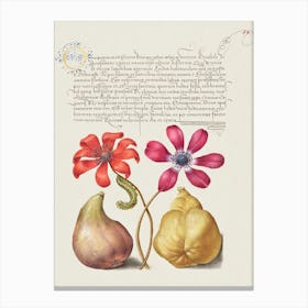 Poppy Anemones, Caterpillar, Fig, And Quince From Mira Calligraphiae Monumenta, Joris Hoefnagel Canvas Print