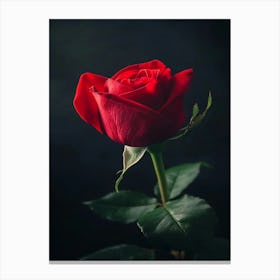 Red Rose On Black Background 22 Canvas Print