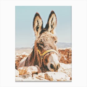 Desert Donkey Canvas Print