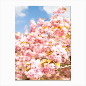 Cherry Blossom Bloom Canvas Print