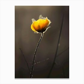 Single Yellow Poppy Canvas Print