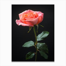 Pink Rose Isolated On Black Background 12 Leinwandbilder