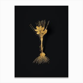 Vintage Crocus Sativus Botanical in Gold on Black n.0565 Canvas Print