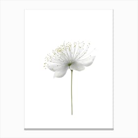 White Flower 1 Canvas Print