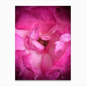 Pink Rose Canvas Print