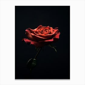 Dark Rose 27 Canvas Print