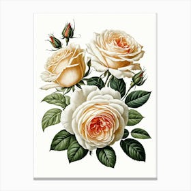 Vintage Galleria Style Rose Art Painting 28 Canvas Print