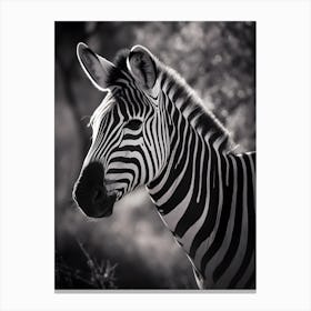 Zebra in the Savannah Canvas Print