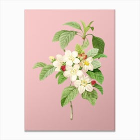 Vintage Apple Blossom Botanical on Soft Pink n.0213 Canvas Print