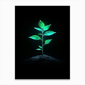 Green Plant On Black Background Canvas Print