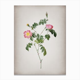 Vintage Pink Austrian Copper Rose Botanical on Parchment n.0953 Canvas Print