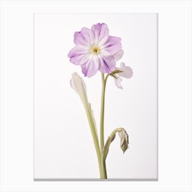 Pressed Wildflower Botanical Art Shooting Star 3 Canvas Print