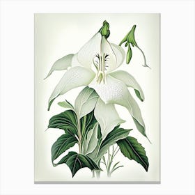 White Trillium Wildflower Vintage Botanical Canvas Print