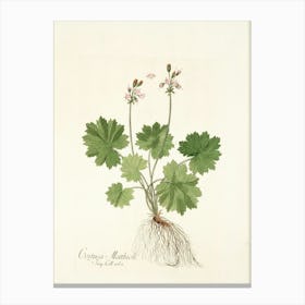 Geranium 9 Canvas Print