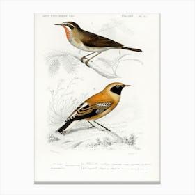 Different Types Of Birds, Charles Dessalines D'Orbigny 10 Canvas Print