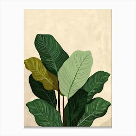 Calathea Plant Minimalist Illustration 4 Canvas Print