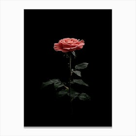 Single Rose On Black Background 24 Canvas Print