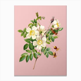 Vintage White Candolle Rose Botanical on Soft Pink n.0344 Canvas Print