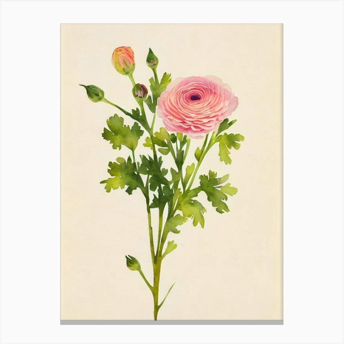 Ranunculus 1 Vintage Flowers Flower Canvas Print by The Artsy Florist - Fy