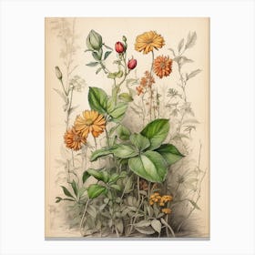 Botanical Illustration Of Flowers Canvas Print