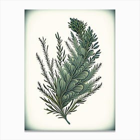 Rosemary Leaf Vintage Botanical 3 Canvas Print