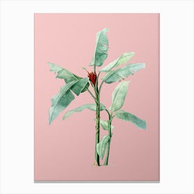 Vintage Scarlet Banana Botanical on Soft Pink n.0623 Canvas Print