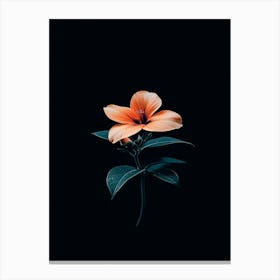 Hibiscus Flower 1 Canvas Print