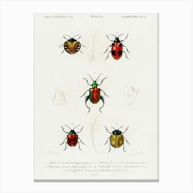 Different Types Of Beetles, Charles Dessalines D'Orbigny 9 Canvas Print