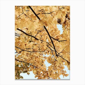 Autumn Leaves Canvas Print