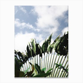 Tropical Green Plants On Blue Sky Canvas Print