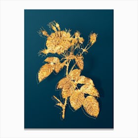 Vintage Harsh Downy Rose Botanical in Gold on Teal Blue n.0031 Canvas Print