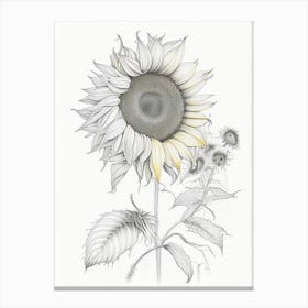 Sunflower Floral Quentin Blake Inspired Illustration 3 Flower Canvas Print