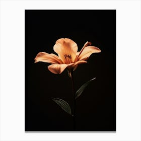 Orange Lily 10 Canvas Print