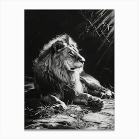 Barbary Lion Charcoal Drawing Resting In The Sun 4 Canvas Print